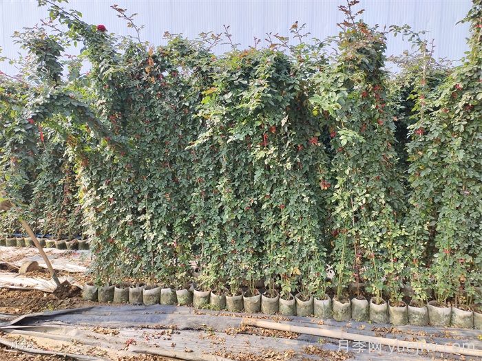 藤本月季为什么不开花？(图1)