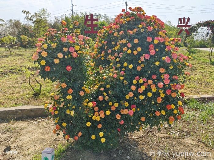 藤本月季为什么不开花？(图2)