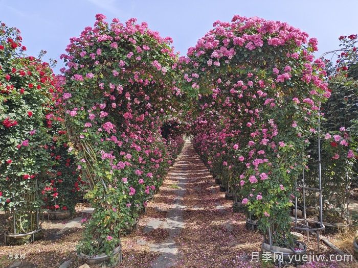 藤本月季牵引办法和月季花墙修剪措施(图1)