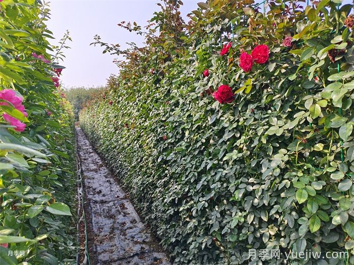 藤本月季牵引办法和月季花墙修剪措施(图2)