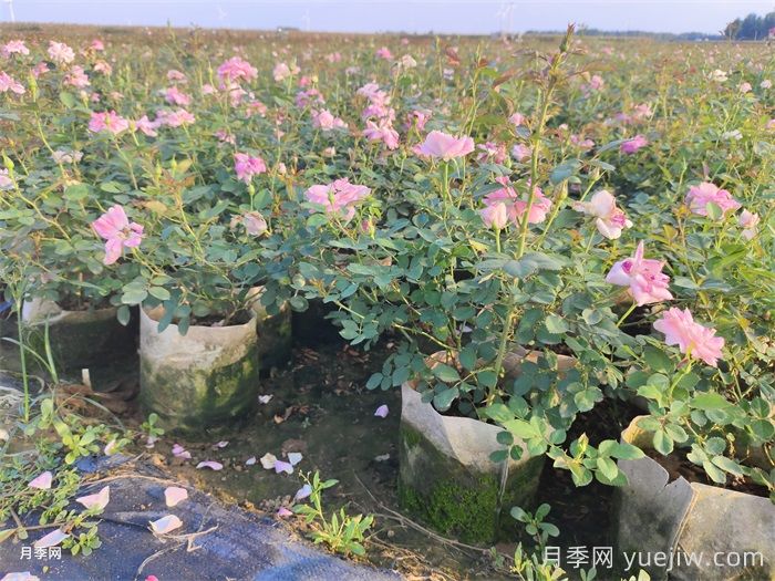 月季花叶子发黄怎么回事？4个原因(图1)