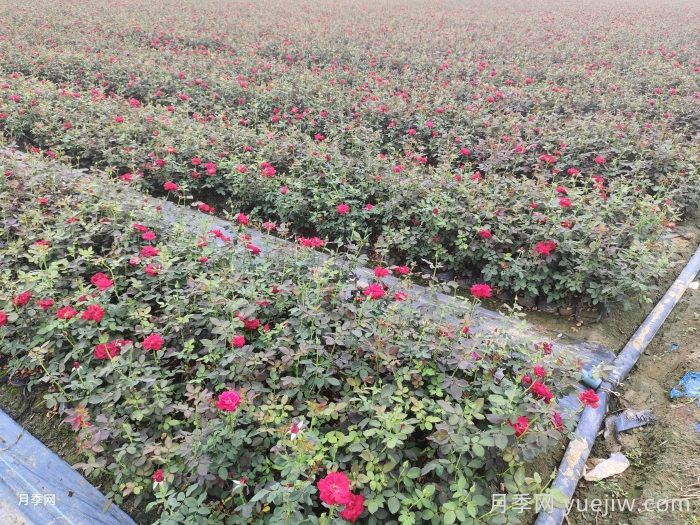 月季花叶子发黄怎么回事？4个原因(图2)