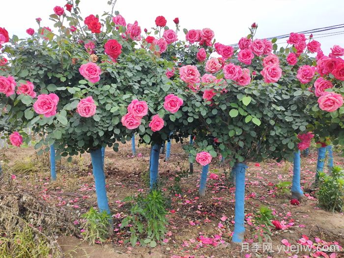 树状月季养杆技术及嫁接、后期管理技术(图1)