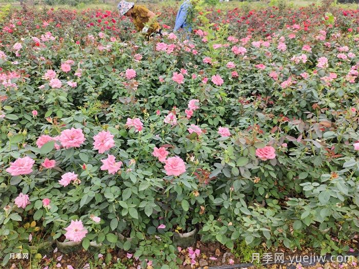 盆栽大花月季如何壮苗控高？(图1)