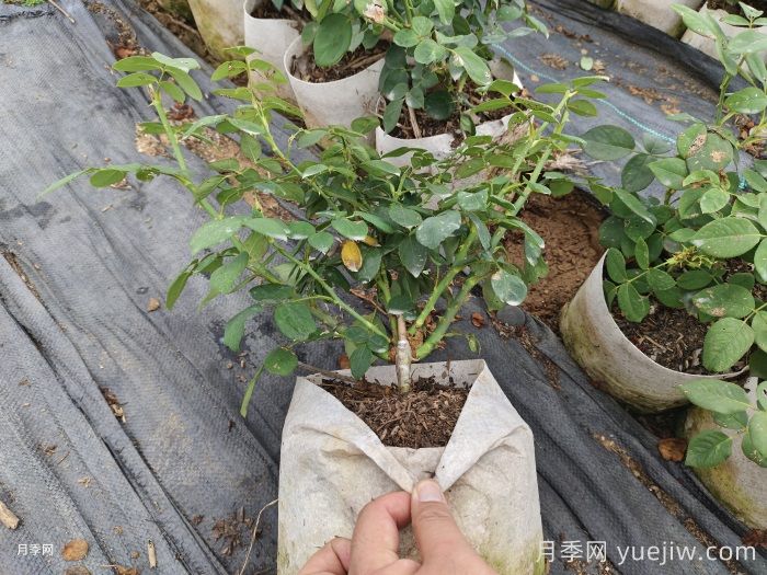 月季花后修剪方法简介(图2)