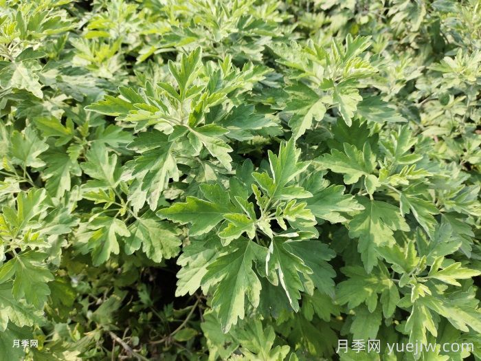 驱蚊花草种类以及效果大比拼(图1)