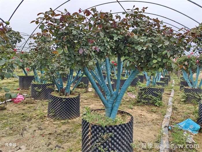 九月大树全冠移栽保活攻略(图1)