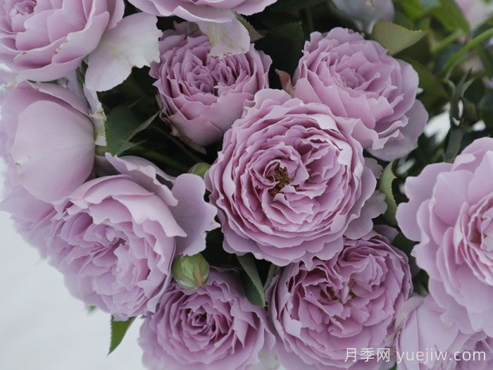 蓝紫色月季的秘密， 天狼育种的突破(图4)