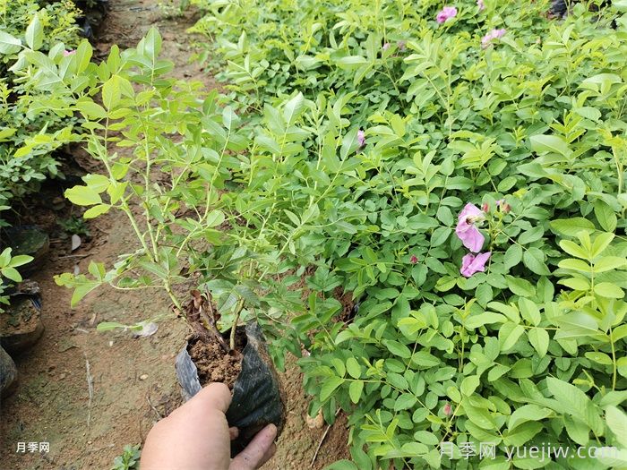 沈阳适合养月季花吗？市花和市树是什么？(图1)
