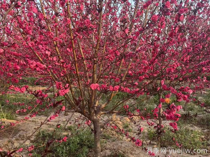 11种彩叶开花乔木在园林绿化市场中反响不错(图2)