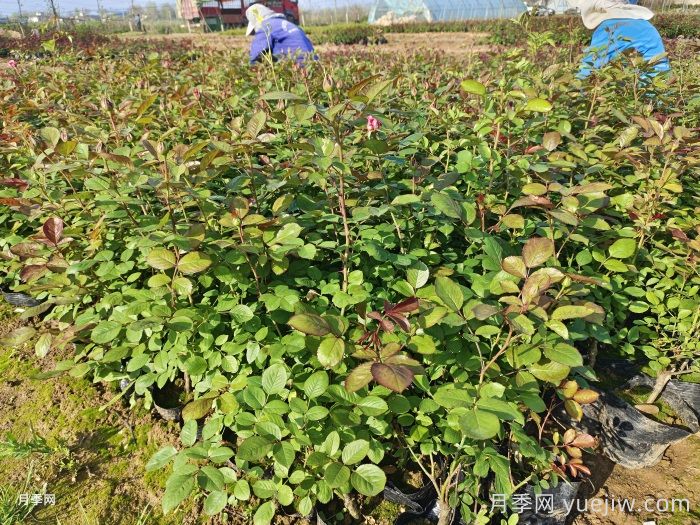 九月份把握秋季好时机，让园林植物焕发新生机(图1)