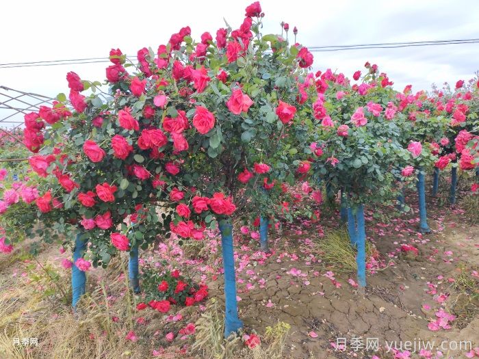 好看且花量大的树状月季，适合庭院种植(图2)