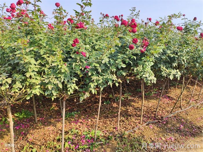 立秋过后月季养护，细心呵护让月季苗更旺盛(图1)