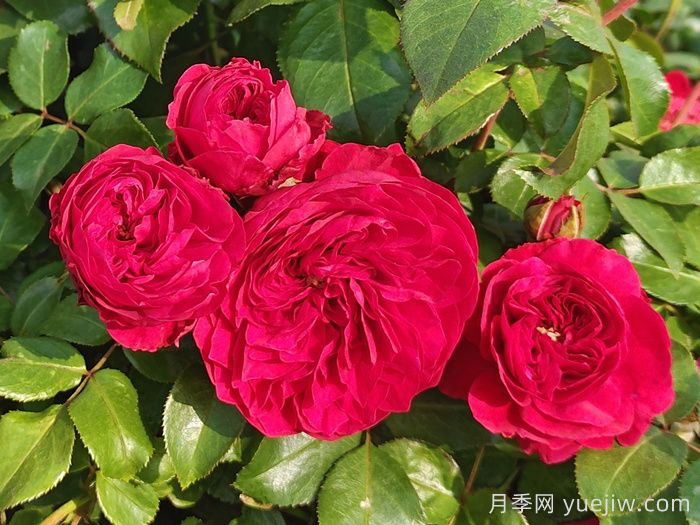 月季花，从娇花到生命强者的蜕变(图1)