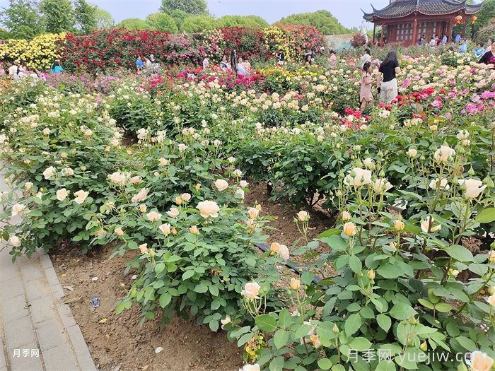 园林绿化苗木怎么挑才合适?(图1) 园林绿化苗木怎么挑才合适?(图1)