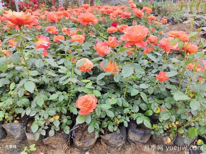 梅雨季节月季养护指南,阴雨天喷药施肥教程(图1) 梅雨季节月季养护指南,阴雨天喷药施肥教程(图1)