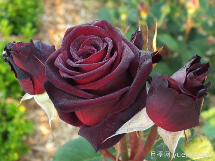 哪个月季品种更黑？黑巴克、黑魔术谁更好养？(图1)