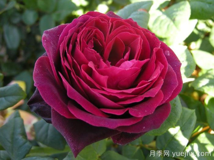 哪个月季品种更黑？黑巴克、黑魔术谁更好养？(图4)