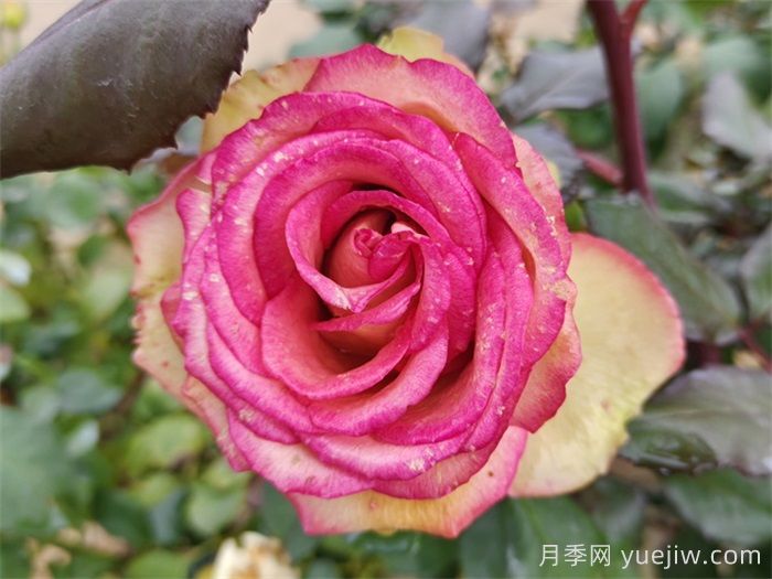 梦露月季养殖方法和注意事项(图1)