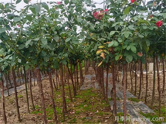树状月季移栽最佳时间是什么时候？(图2)
