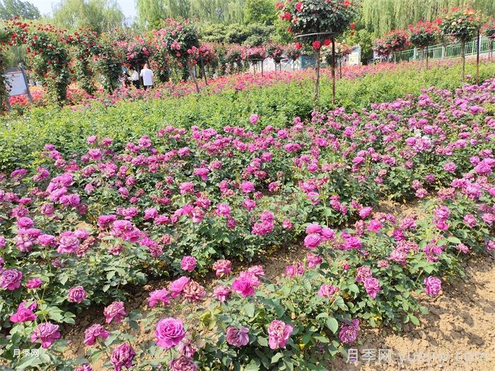 如何运用植物色彩方案配置路缘花境？(图2)