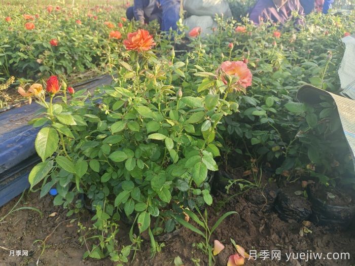 秋天绿化带适合移栽月季苗吗？(图1)
