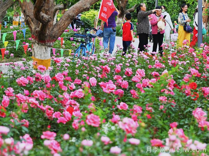 巴音郭楞玫瑰市花文化和月季景观(图1)