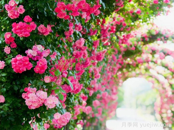 赤峰玫瑰市花文化和月季景观(图2)