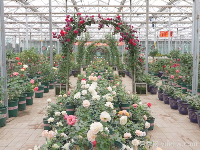 通辽市花文化和月季景观(图1)