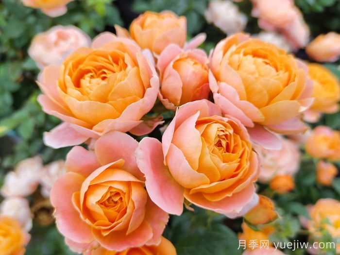 月季网：中国87个月季(玫瑰)市花城市名单大全(图1)