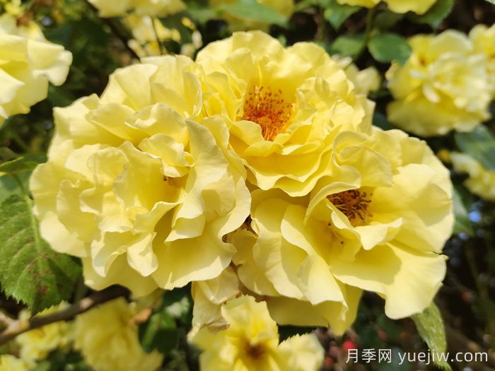 蔷薇花的花语，八大颜色蔷薇的花语(图3)