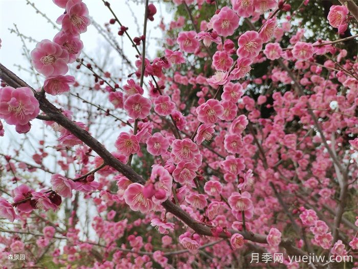 榆叶梅种子怎么处理？榆叶梅种子播种方法(图1)