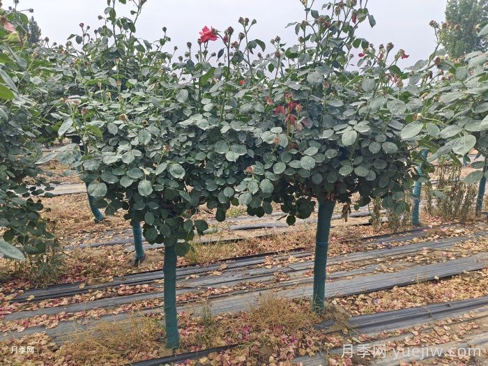 秋季树状月季种植管理和养护介绍(图1)