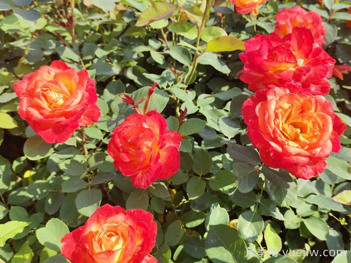 月季花叶病防治(图1)