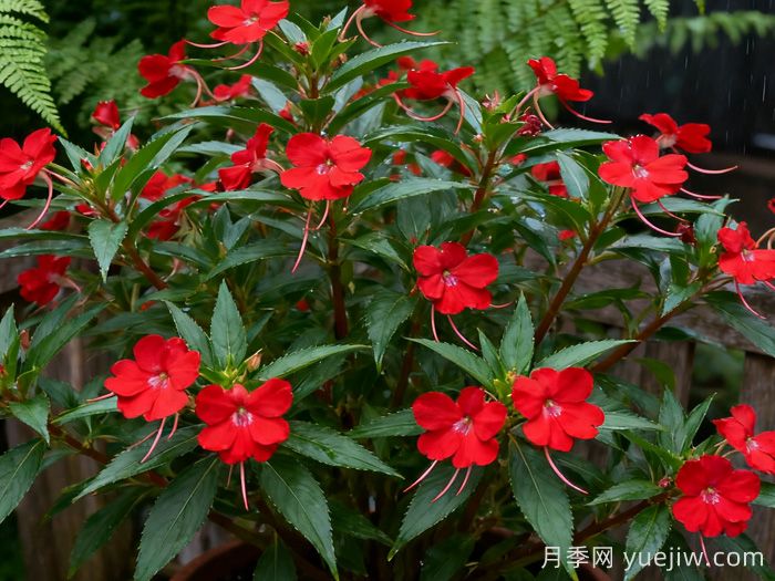 凤仙花常见病害的防治(图1)