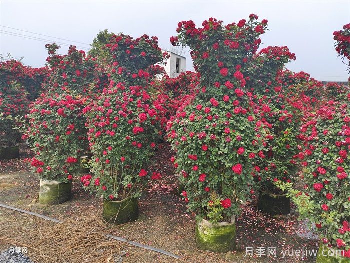 绿化养护植物修剪方法和注意事项(图2)