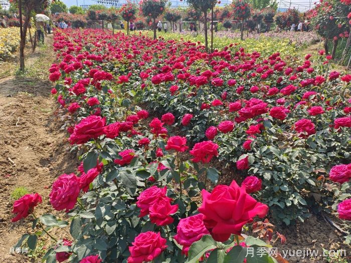 北京月季介绍和园林应用概述(图2)