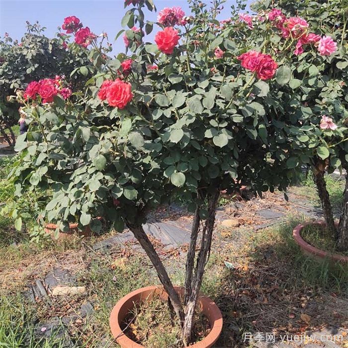 嫁接的月季树总是长不好？施肥可以养根吗？(图2)