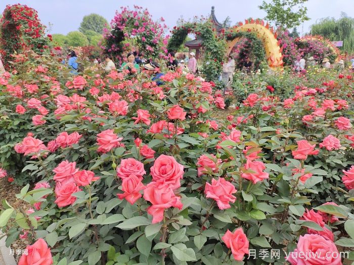 南阳市花卉协会(图1)