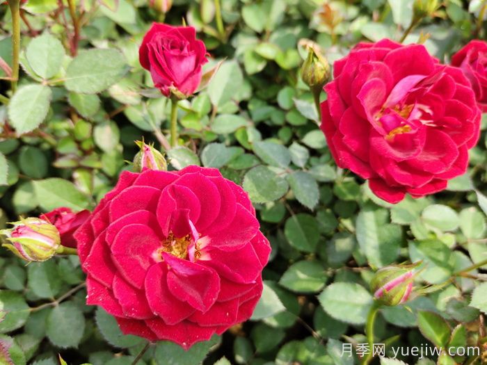 定州市月季产业协会(图1)