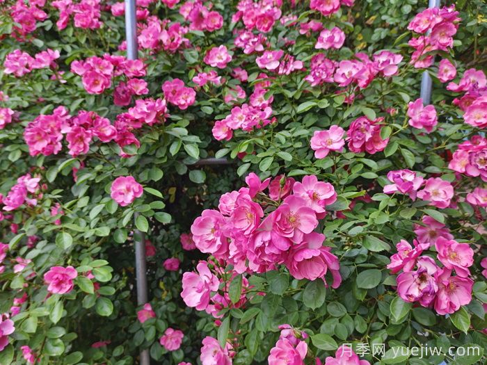 阳台盆栽月季为什么总是黄叶死亡？(图1)