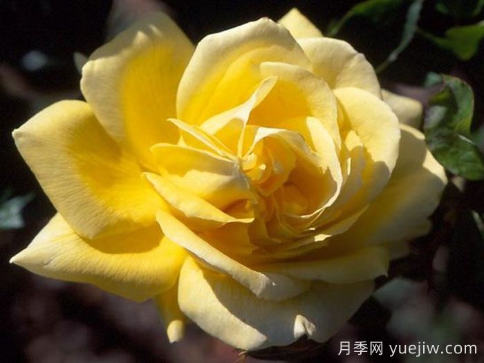 金色太阳月季/金太阳月季(图1)