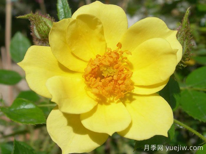 柠檬喜悦月季(图1)