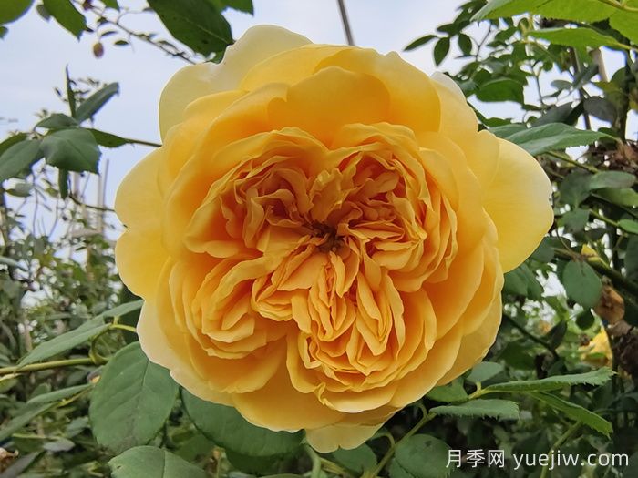 黄金庆典月季介绍及优缺点(图1)