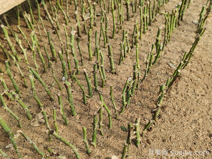 扦插月季最简单最有效成活率高的方法有哪些？(图1)