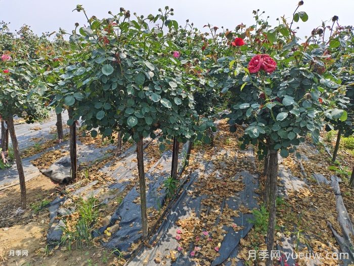 不同时期的树状月季病虫灾的防治办法不同(图1)