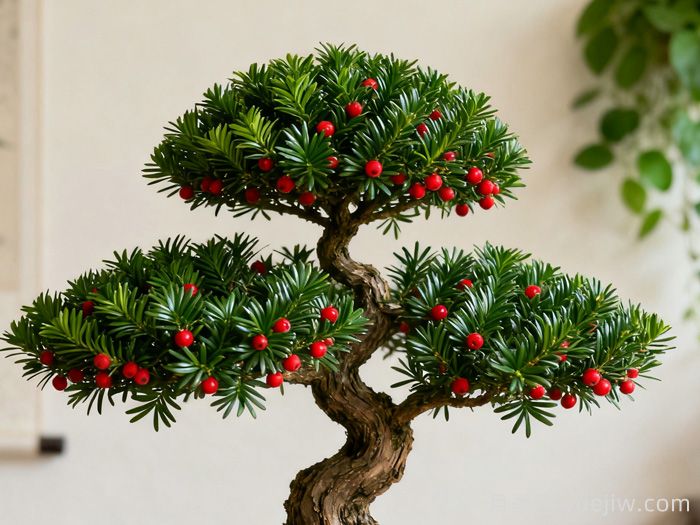 红豆杉的养护及注意事项(图1)