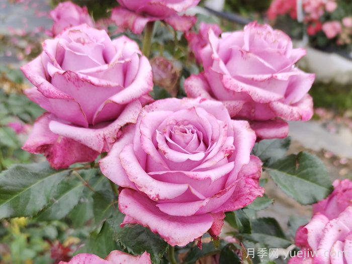 如何预防盆栽月季的病虫害？(图1)