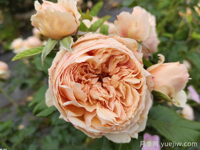 推荐十大优秀的灌木月季品种(图2)
