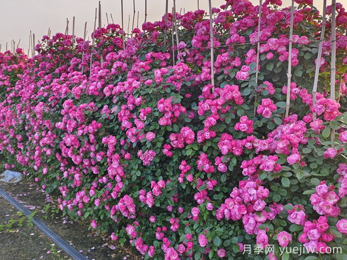 园林绿化不好养？月季网说那是没选对月季品种(图3)